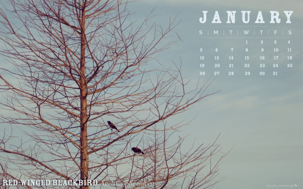 January 2014 Calendars from katienormalgirl.com #free #downloads #printables