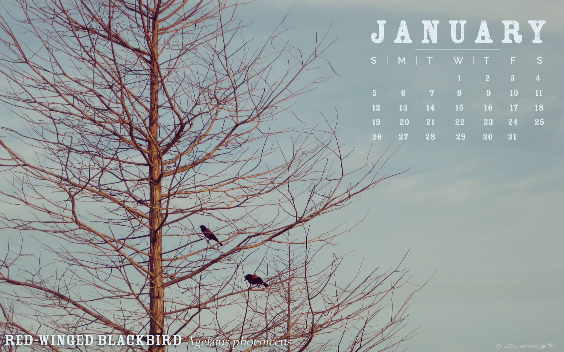 January Calendars And Wallpaper Katie Normal Girl