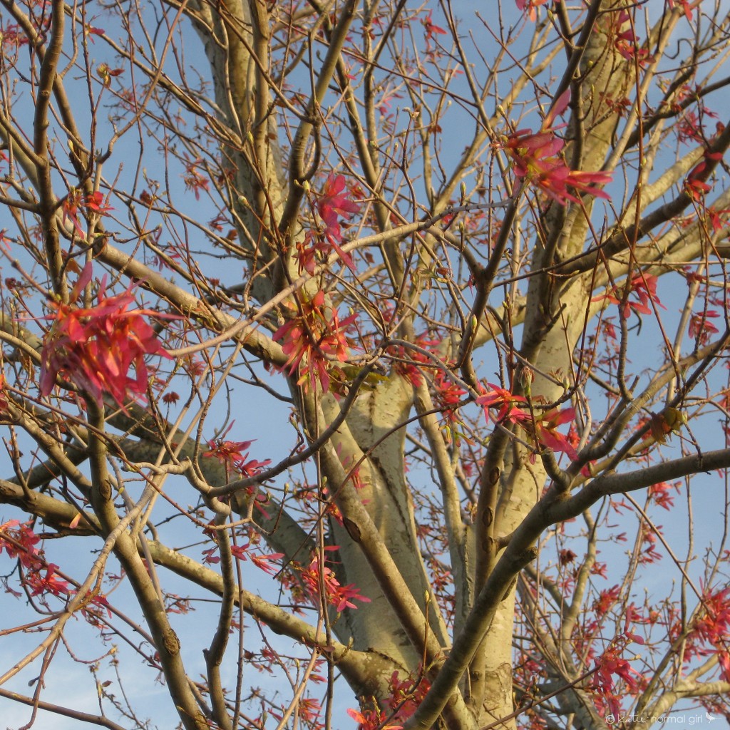Maple Tree Pink Seed Pods in February