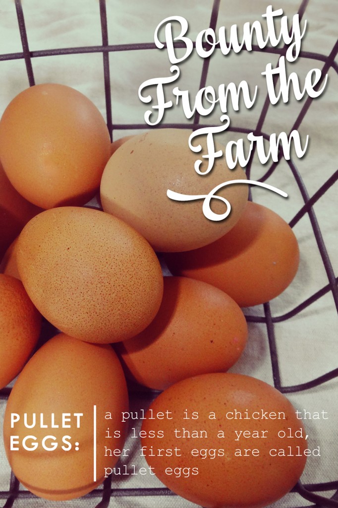 Bounty From The Farm: Pullet Eggs from katienormalgirl.com | #food #eggs