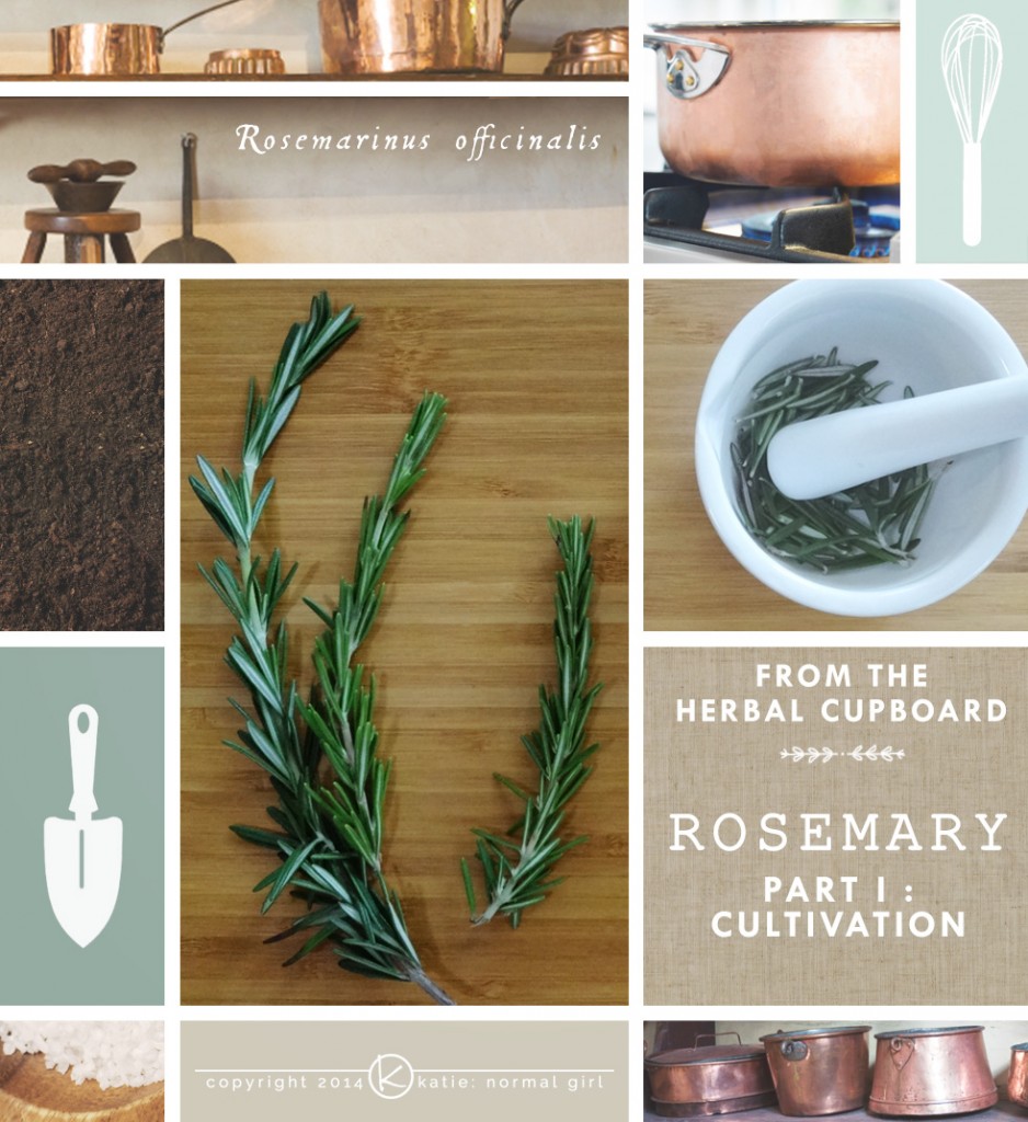 Featured Herb-Rosemary - grow it, cook with it and use it medicinally from katienormalgirl.com | #Cultivation